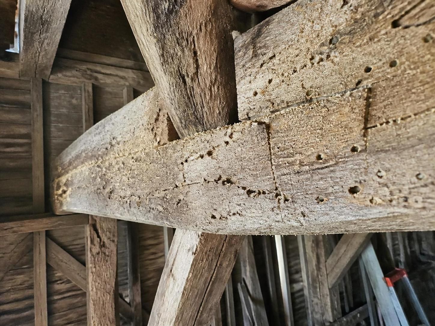 découvrez les 7 insectes du bois à reconnaître pour protéger efficacement votre maison contre les dégâts et assurer sa longévité.