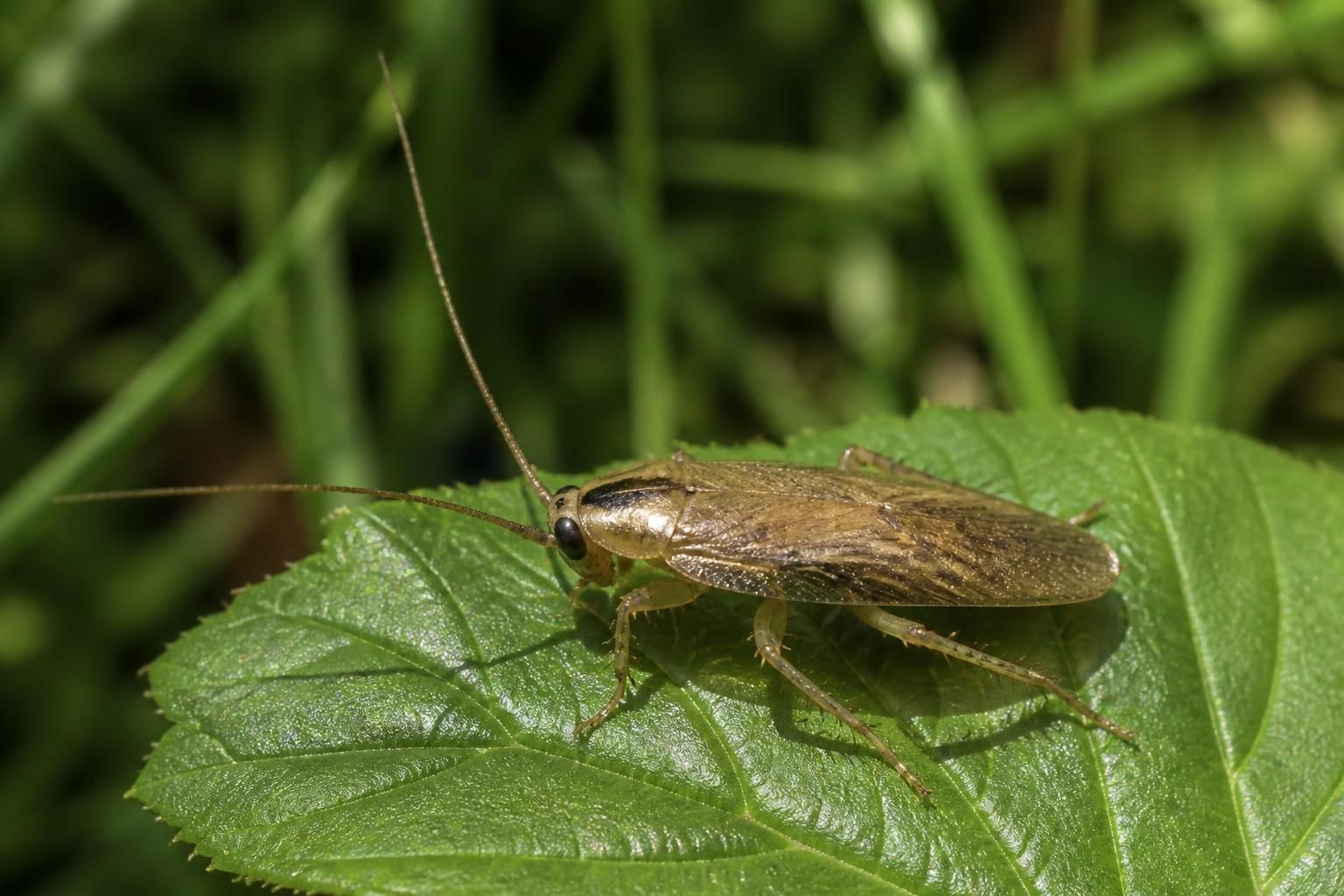 découvrez comment reconnaître la blatte de jardin ectobius, ses caractéristiques, et apprenez si elle représente un danger pour votre maison ou votre santé.