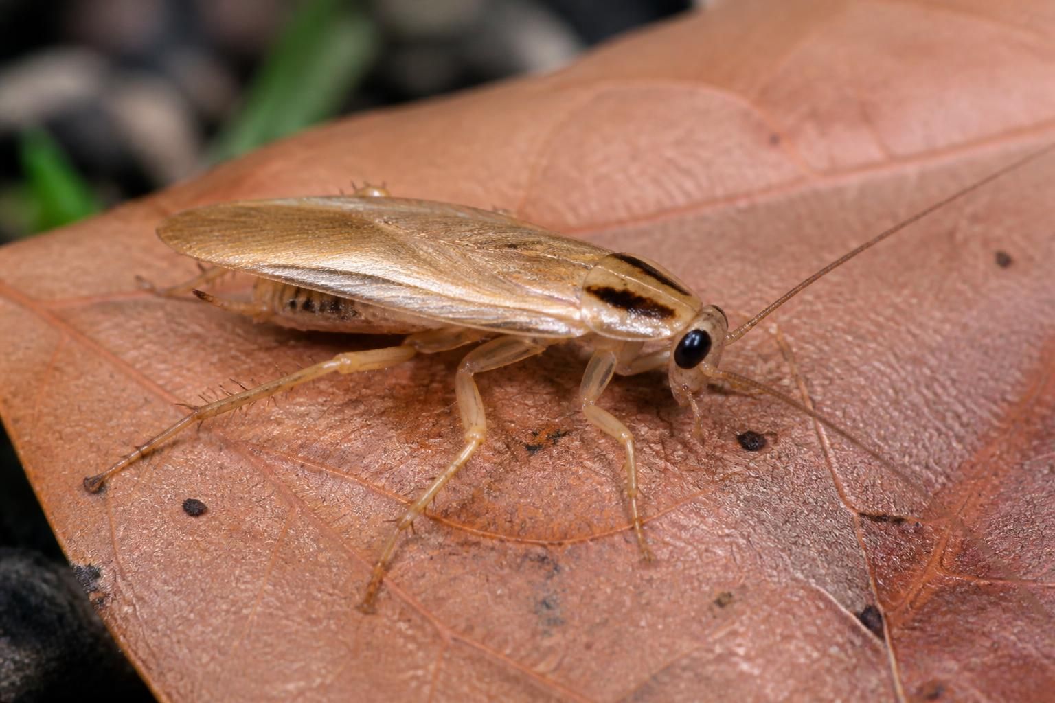 découvrez comment reconnaître la blatte de jardin ectobius, ses caractéristiques principales et si sa présence doit vous alerter ou non.