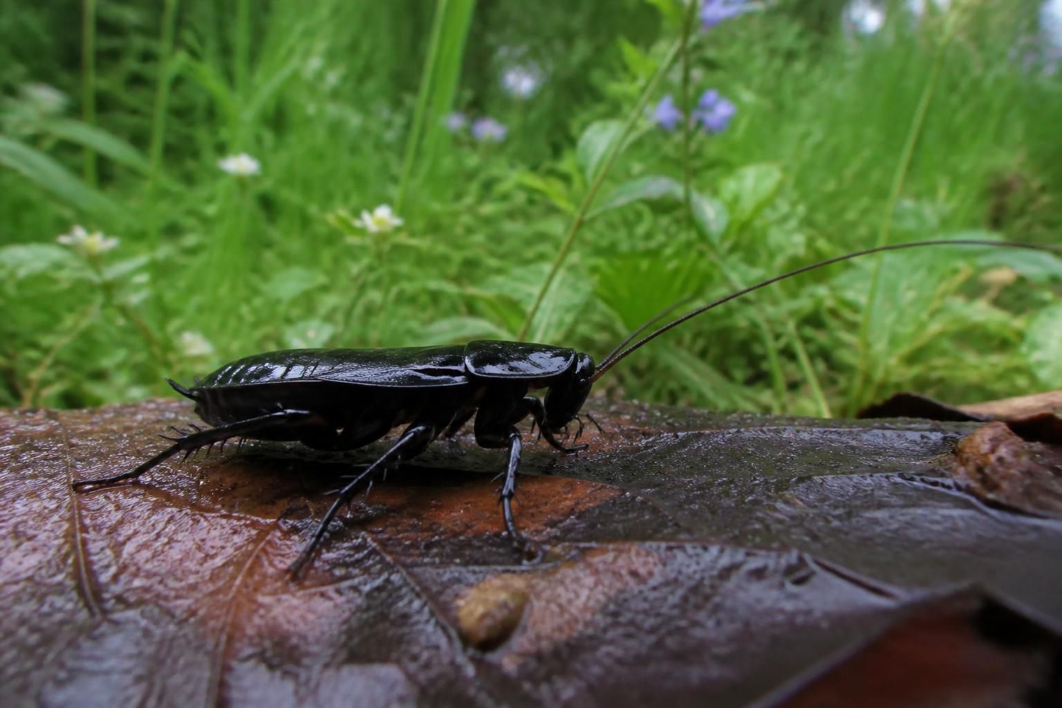 découvrez les différences entre le cafard noir de jardin, ectobius, et le cafard de maison. apprenez à les identifier et à adopter les bonnes méthodes pour les gérer efficacement.