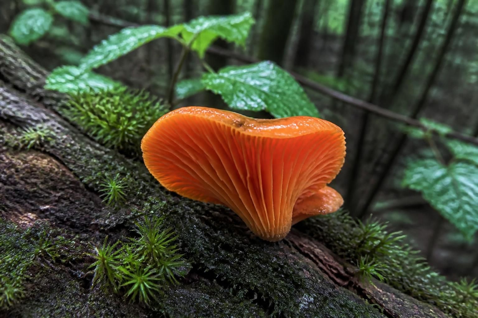 découvrez comment identifier les champignons orange poussant sur bois mort et apprenez à reconnaître les principales espèces lignicoles grâce à notre guide complet.