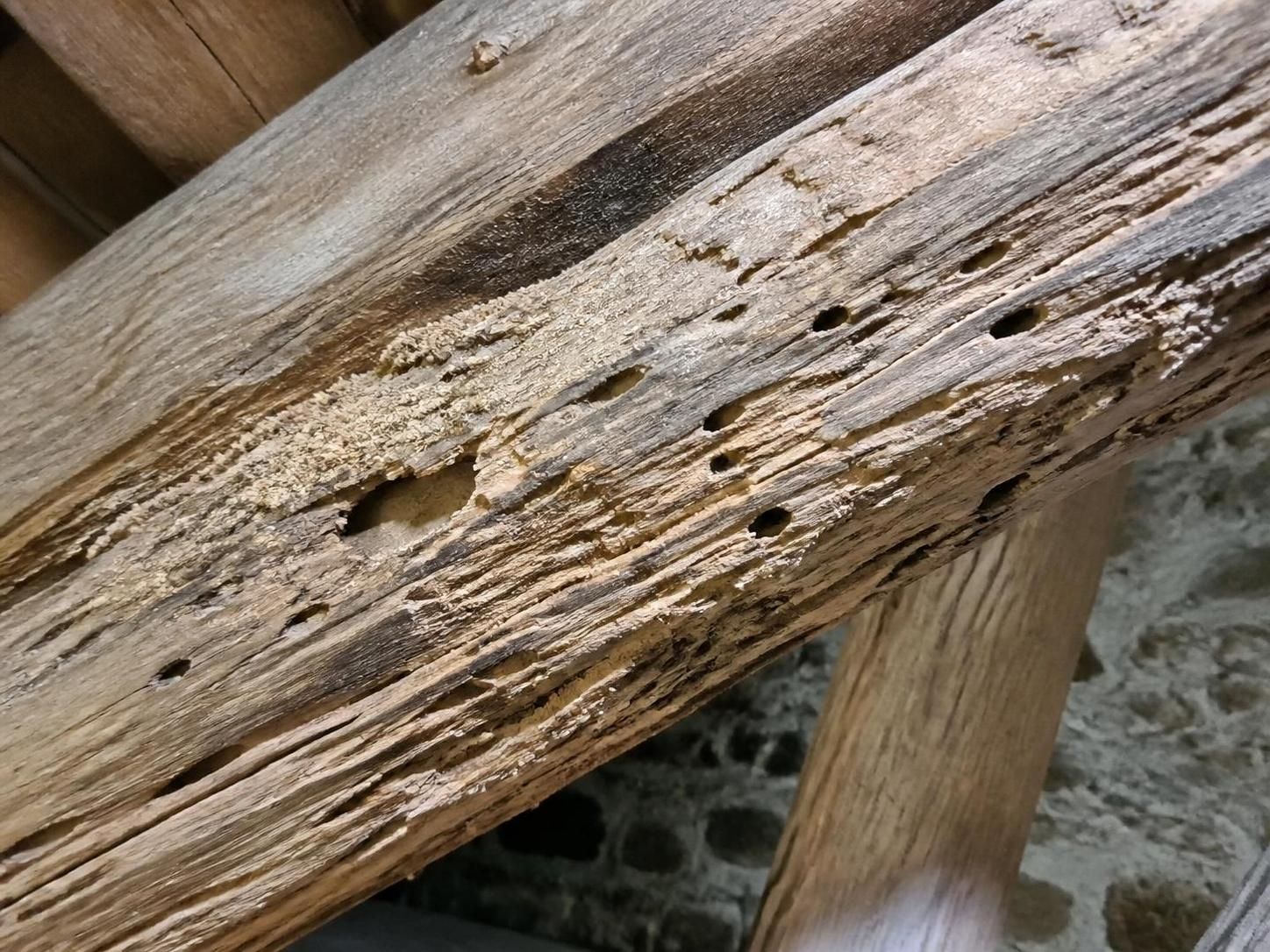 découvrez le capricorne, cet insecte discret mais redoutable, responsable de la destruction silencieuse des charpentes en bois. apprenez à le reconnaître et à protéger votre habitation efficacement.