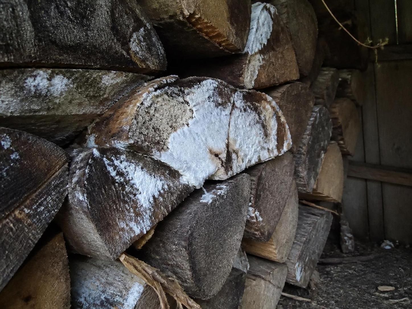 découvrez comment identifier et éliminer rapidement la mérule sur votre bois de chauffage pour protéger votre maison et votre santé.