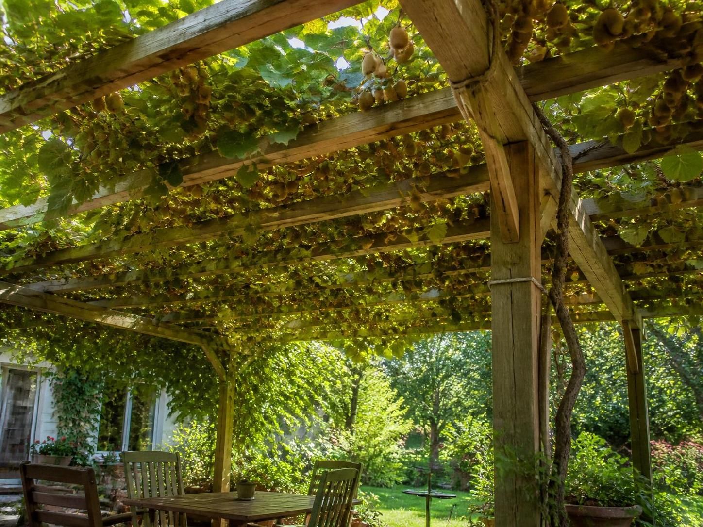 découvrez comment planter un arbre à kiwi et profiter de sa récolte savoureuse grâce à nos conseils pratiques pour cultiver facilement ce fruit délicieux dans votre jardin.