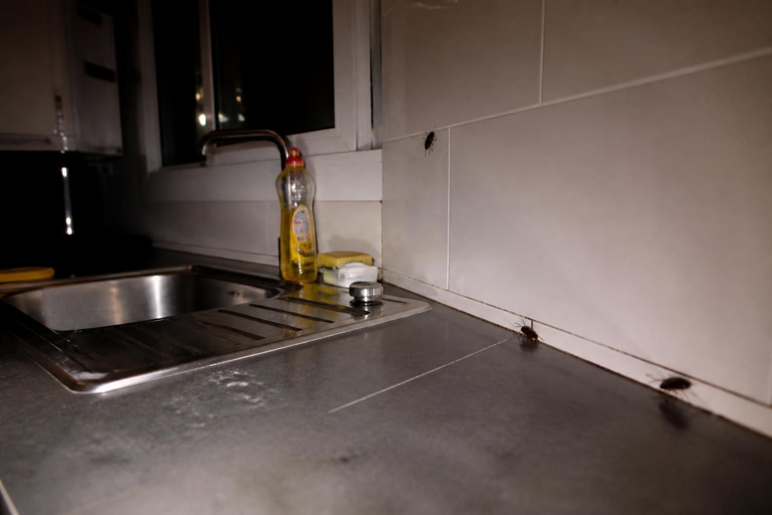 découvrez des méthodes naturelles et efficaces pour reconnaître et éliminer les cafards de votre maison sans utiliser de pesticides nocifs.