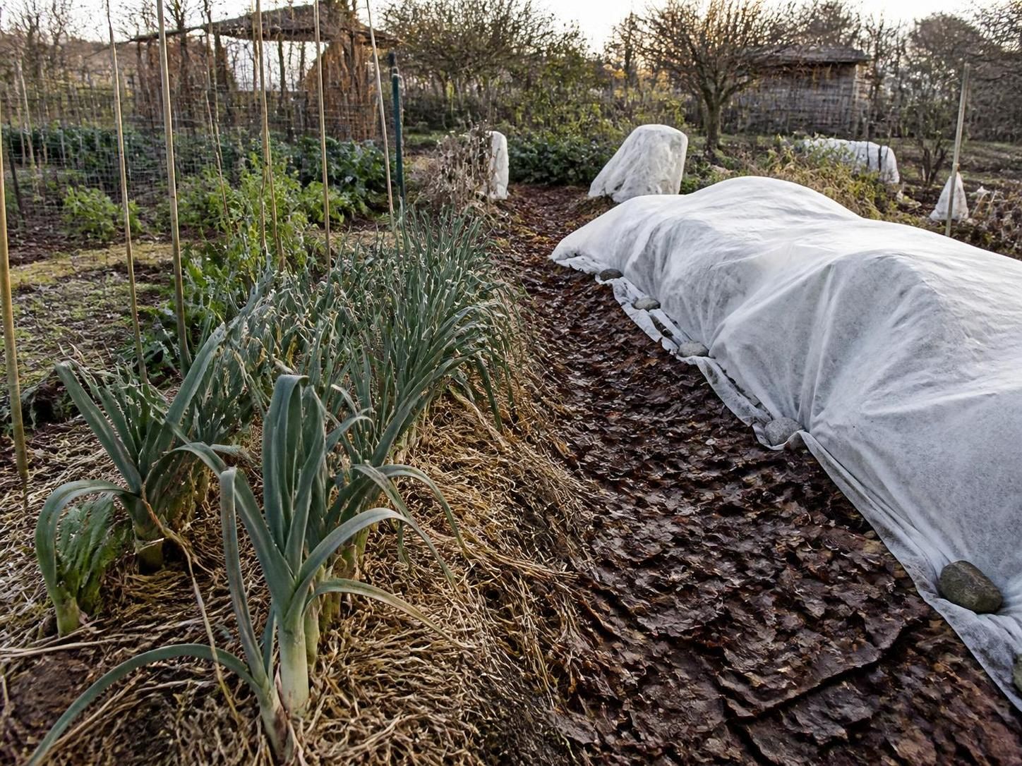 découvrez les conseils et travaux essentiels à réaliser au jardin en décembre pour préparer votre potager à l'hiver et assurer une belle saison à venir.