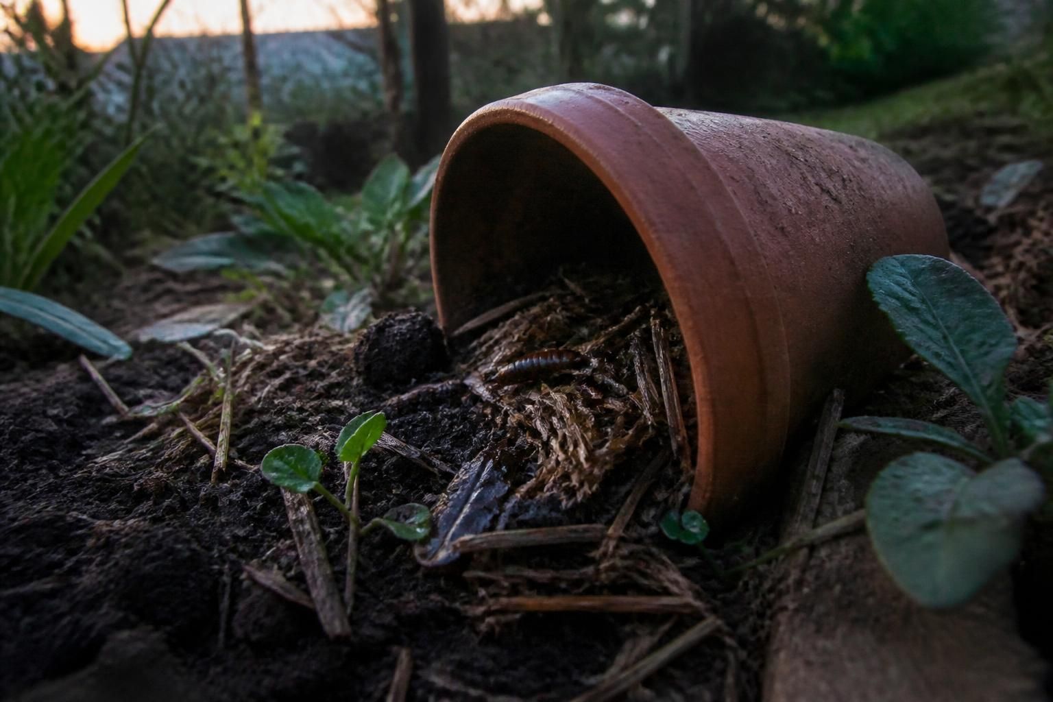 découvrez des remèdes naturels et des solutions efficaces pour se débarrasser des perce-oreilles dans votre jardin et protéger vos plantes en toute sécurité.