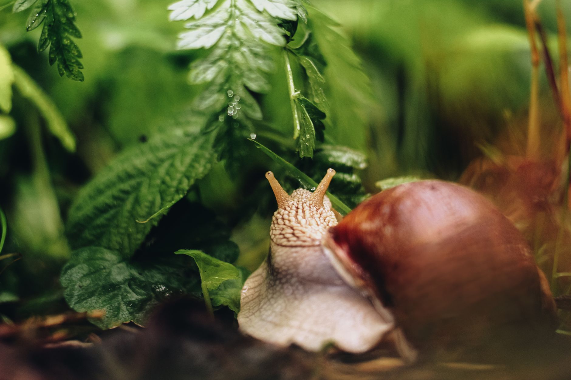 Limaces et escargots au jardin — limaces et escargots dans le jardin