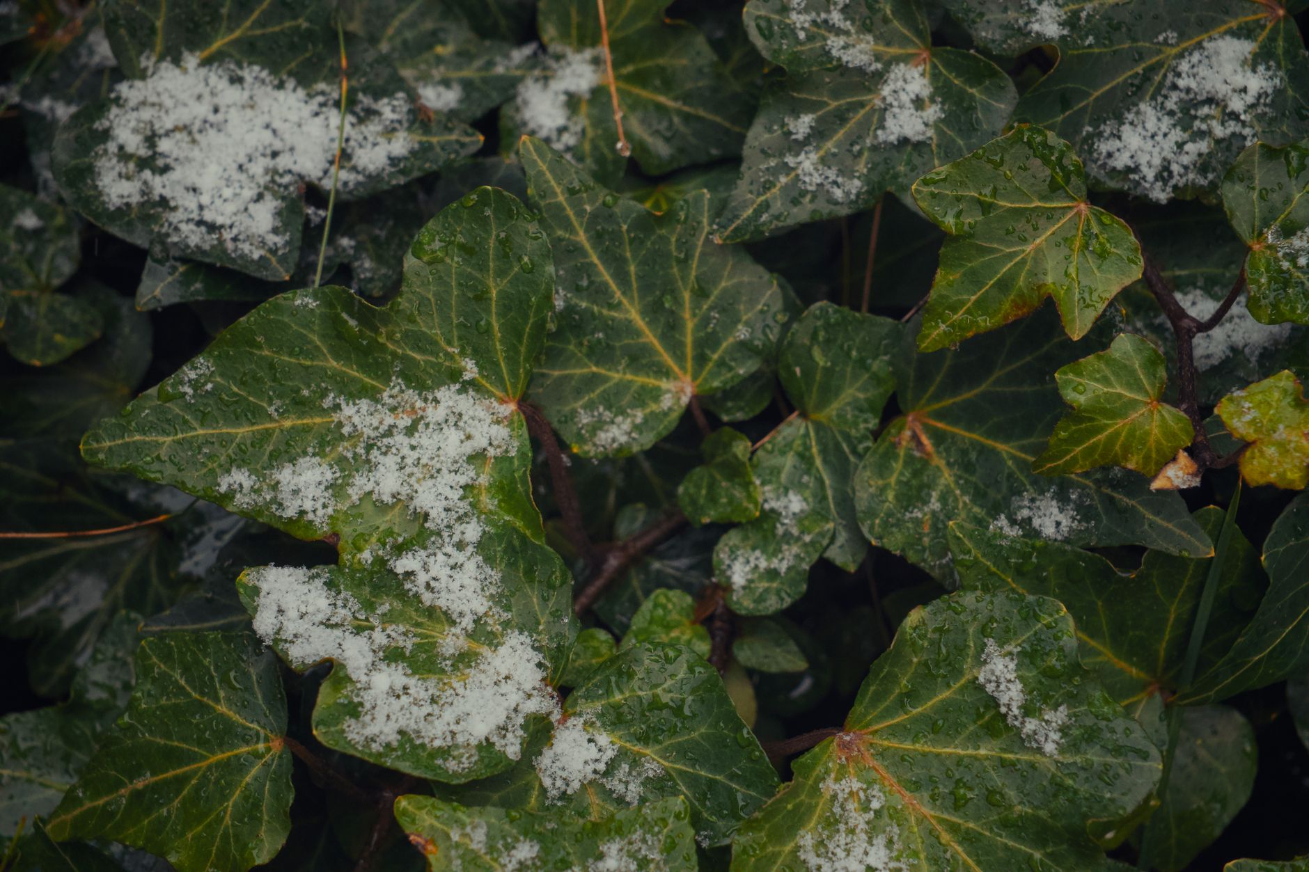 Travaux potager en décembre : paillage, récoltes et protection contre le gel — jardin potager d'hiver avec neige