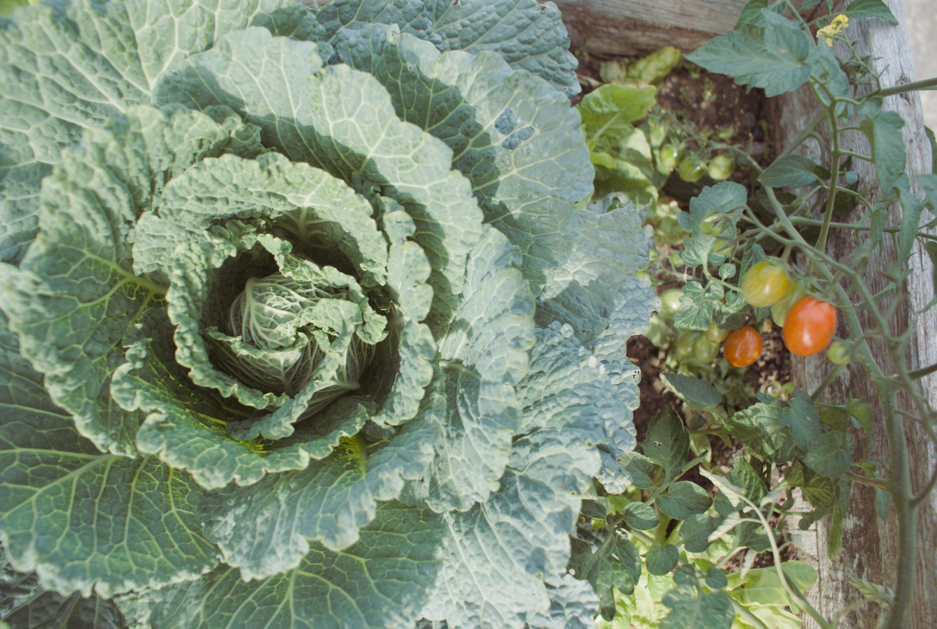 Que faire au jardin en — jardin potager d'hiver avec neige
