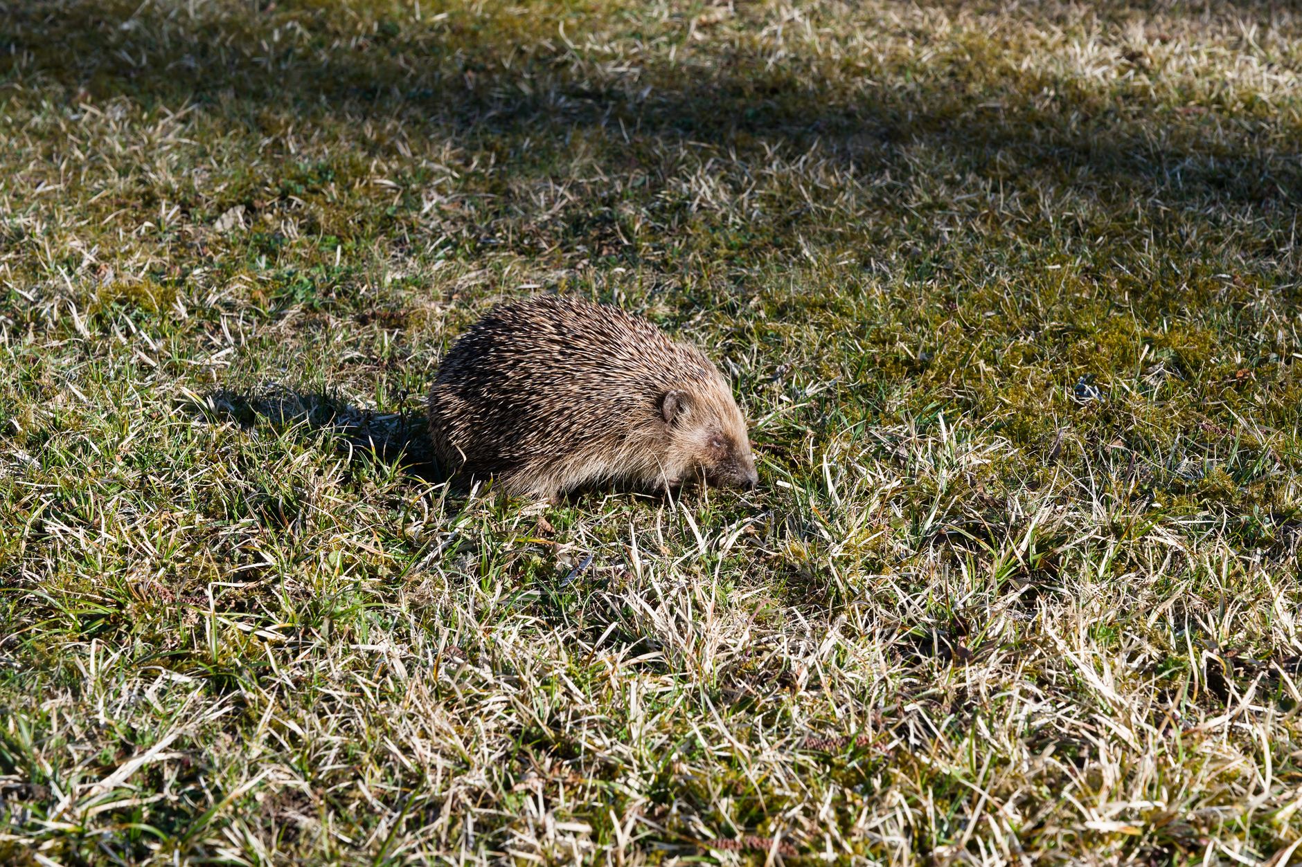 Quel animal fait des trous — Quel animal fait des trous dans le jardin (la nuit, gros trous, trous ronds) ?